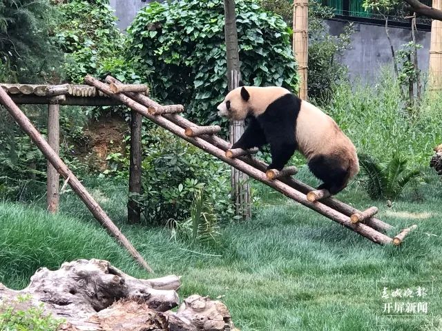 春城晚报(微信)