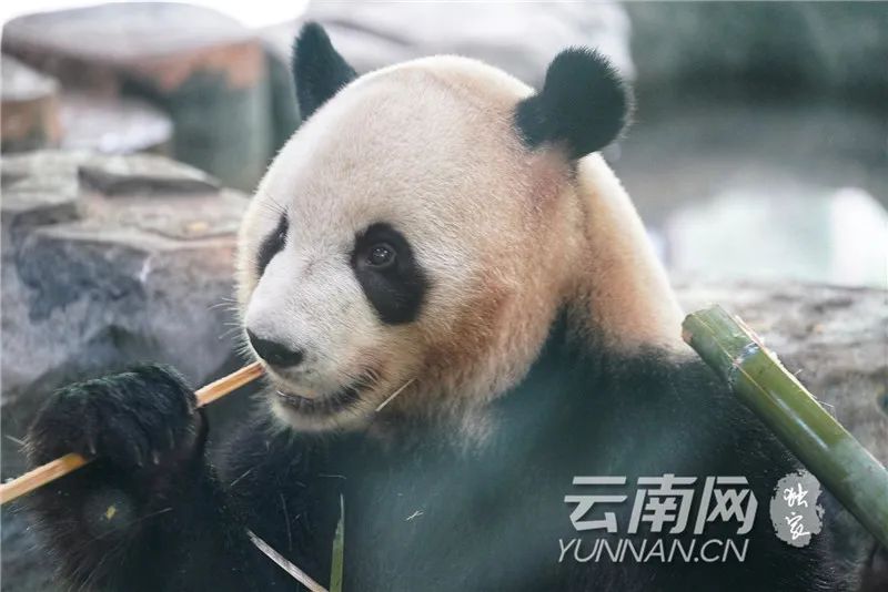 玉溪发布(微信)