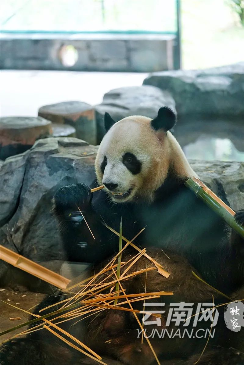 玉溪发布(微信)