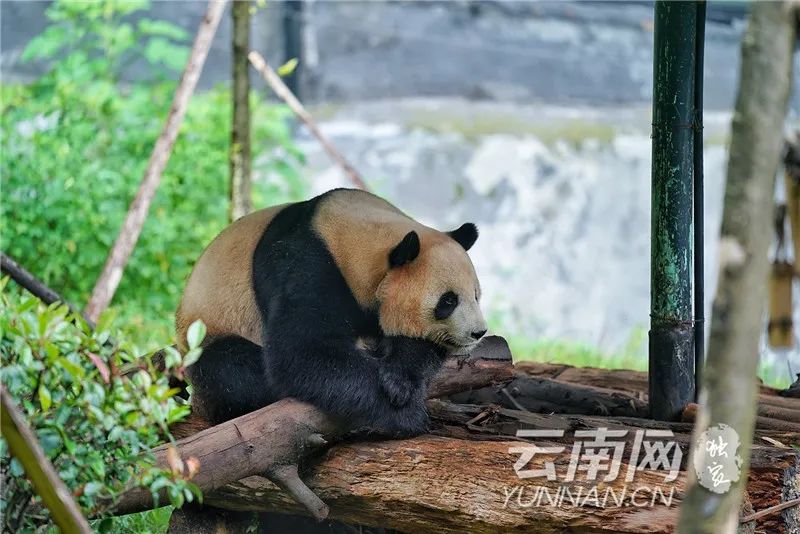 玉溪发布(微信)