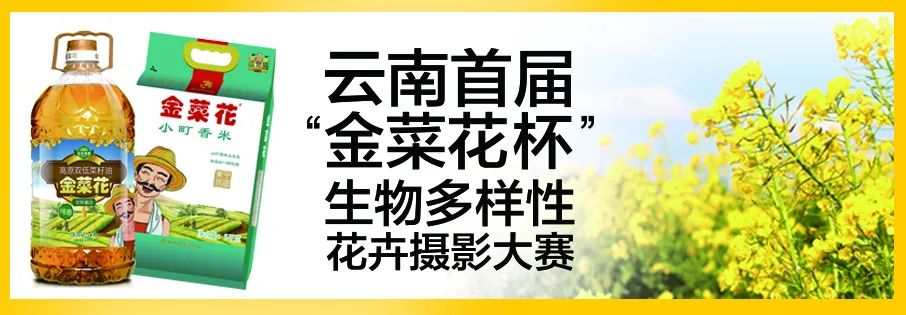 春城晚报(微信)