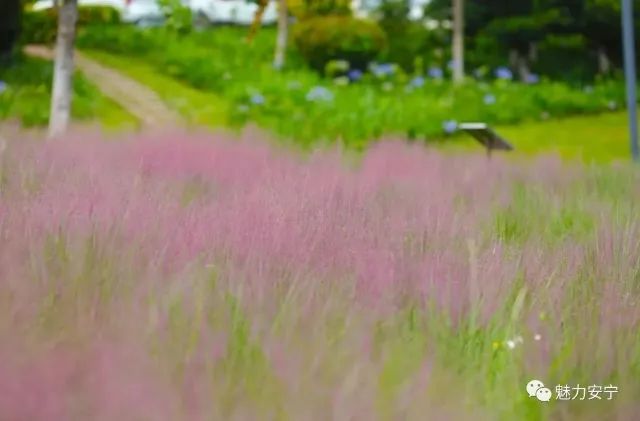 春城晚报(微信)