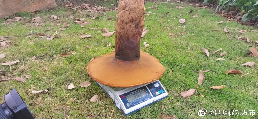 “昆明禄劝发布”微博