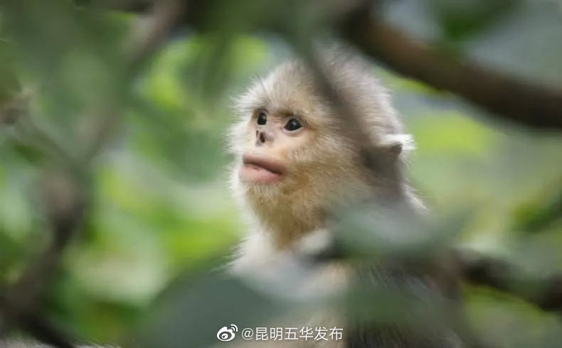 “昆明五华发布”微博