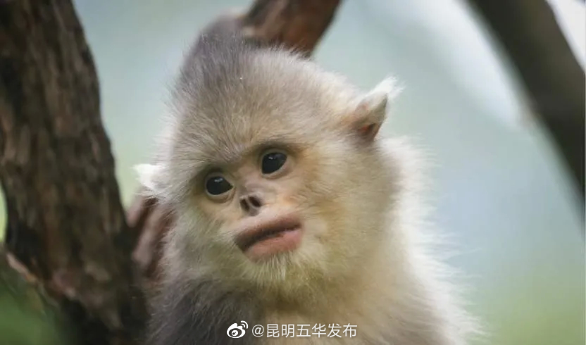 “昆明五华发布”微博