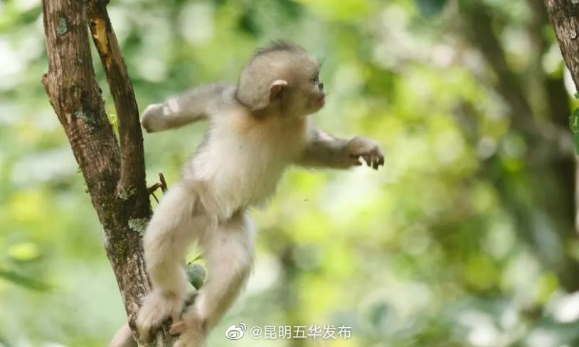 “昆明五华发布”微博