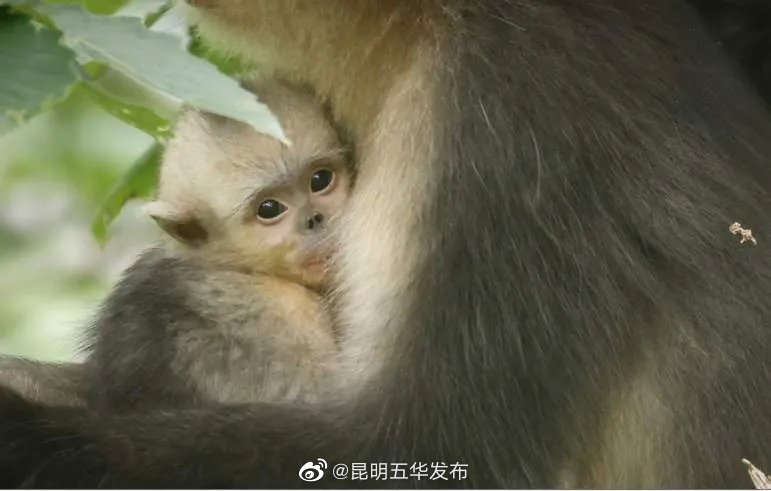 “昆明五华发布”微博