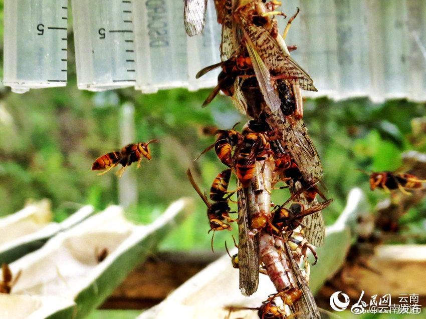 养殖“杀人蜂” 生态又增收