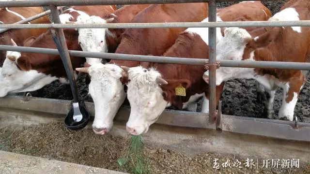 春城晚报(微信)