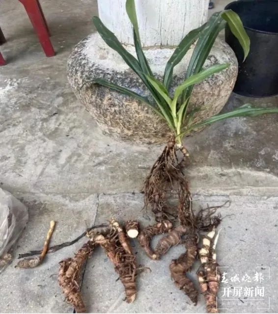 春城晚报(微信)