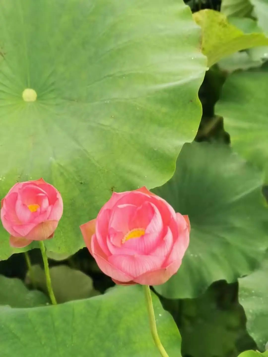 丽江日报(微信)