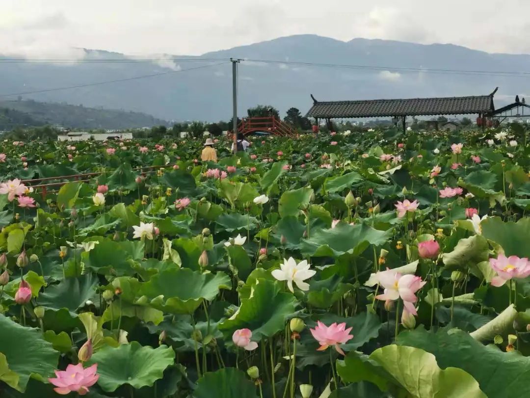 丽江日报(微信)