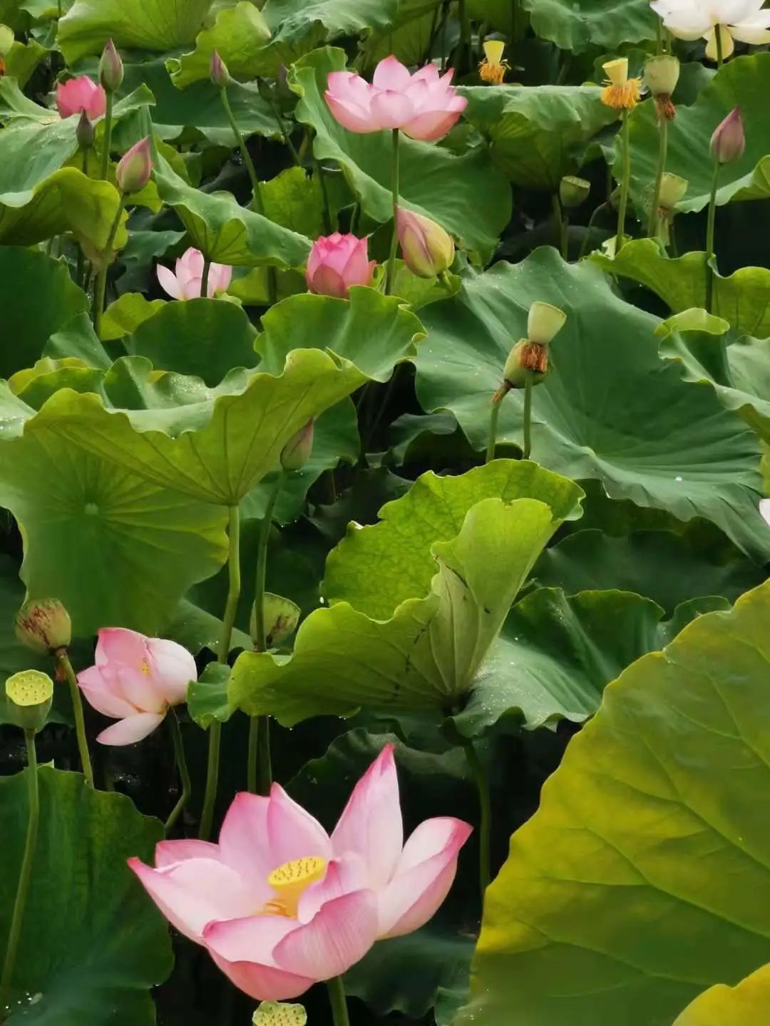 丽江日报(微信)