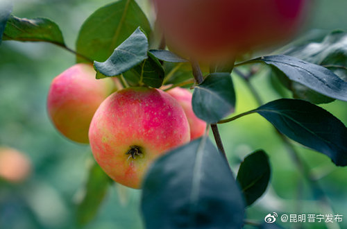 “昆明晋宁发布”微博