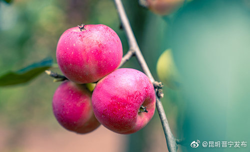 “昆明晋宁发布”微博