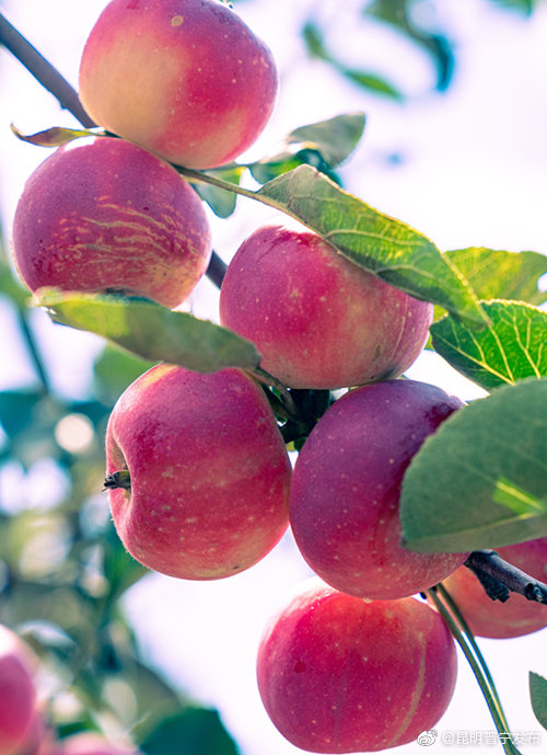 “昆明晋宁发布”微博