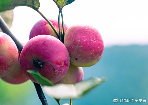 “昆明晋宁发布”微博