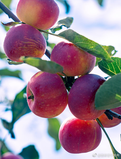 “昆明晋宁发布”微博