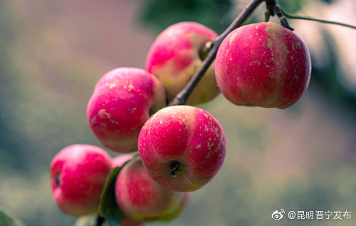 “昆明晋宁发布”微博