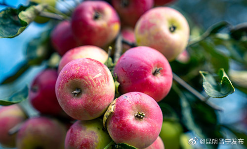 “昆明晋宁发布”微博