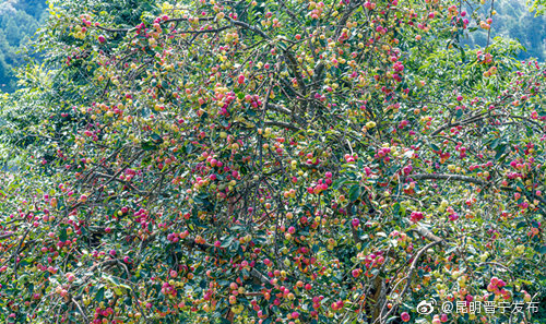 “昆明晋宁发布”微博