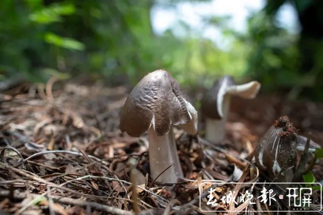 春城晚报(微信)