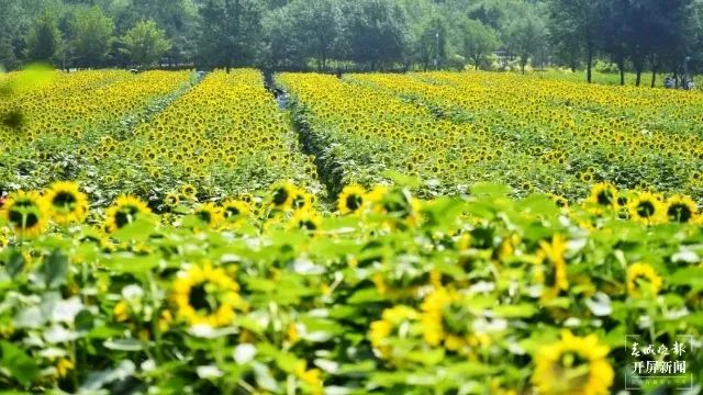 春城晚报(微信)