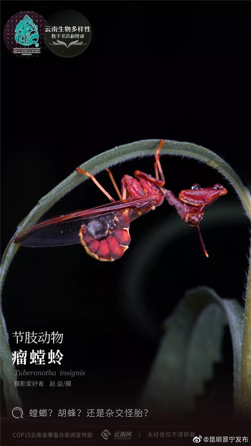 节肢动物•瘤螳蛉：螳螂？胡蜂？还是杂交怪胎？