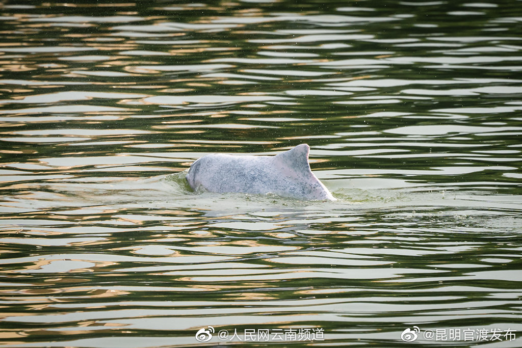 “昆明官渡发布”微博