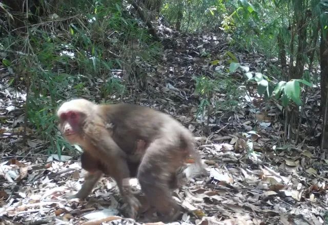 春城晚报(微信)