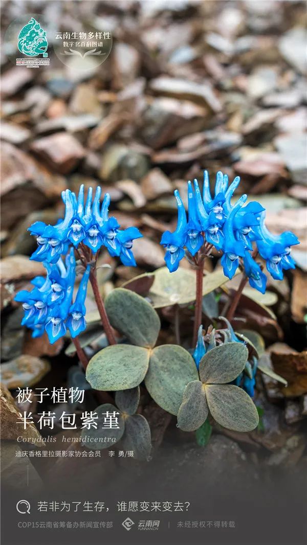 云南省人民政府网