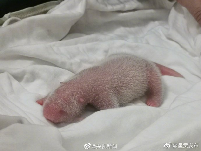 圈养大熊猫最重幼崽诞生 转发好消息！滚滚又多一只！