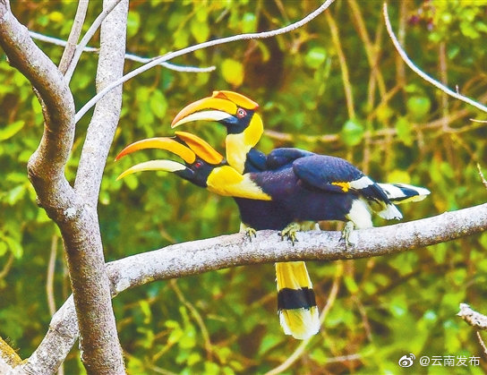 走进热带雨林探访珍稀动物犀鸟