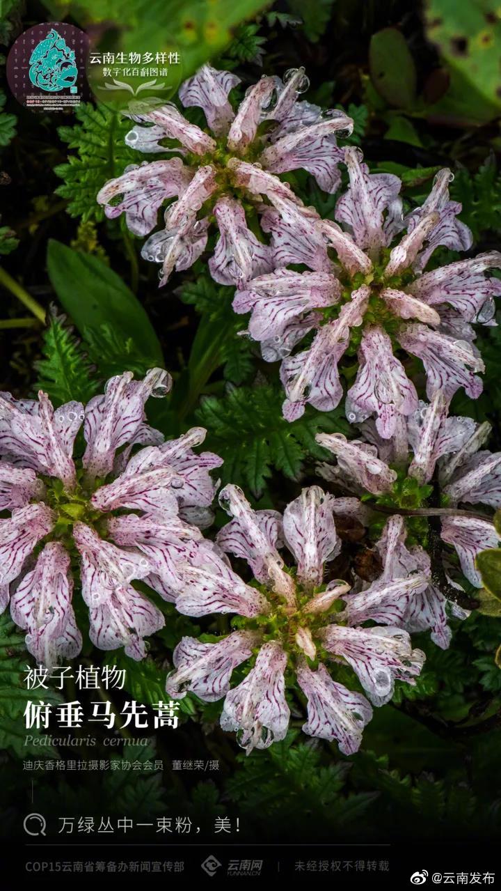 云南生物多样性数字化百科图谱丨被子植物·俯垂马先蒿：万绿丛中一束粉，美！