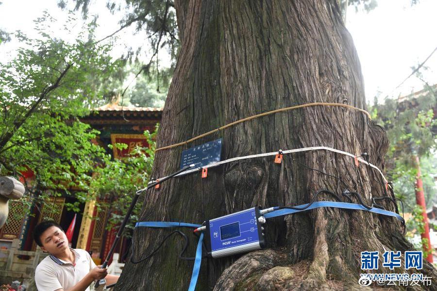 昆明：用高科技为古树“体检”