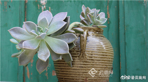 “呈贡发布”微博