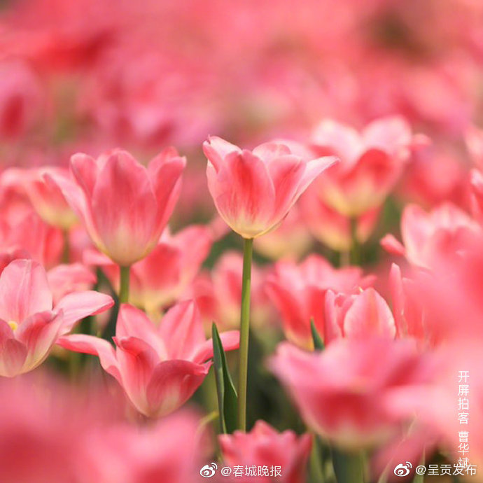 “呈贡发布”微博