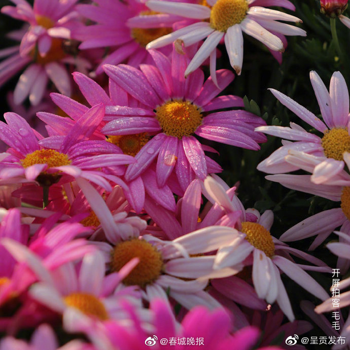 “呈贡发布”微博