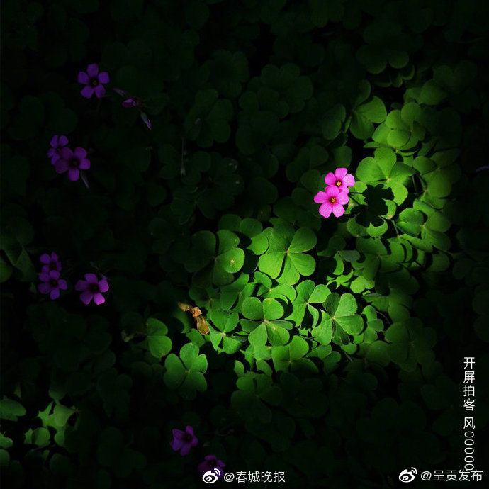 “呈贡发布”微博