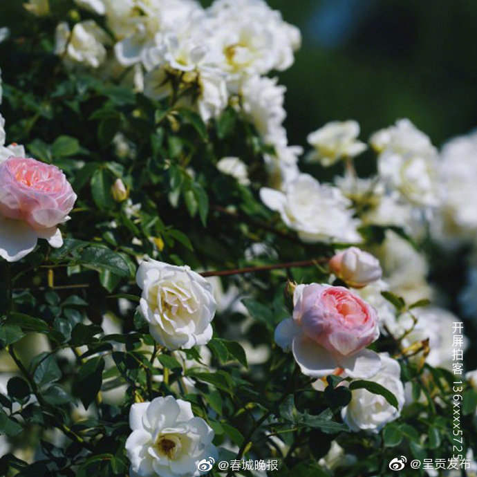 “呈贡发布”微博