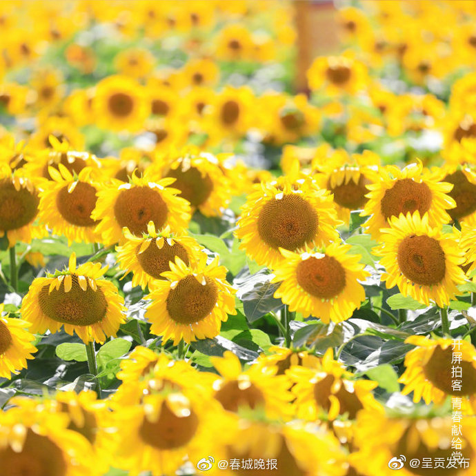 “呈贡发布”微博