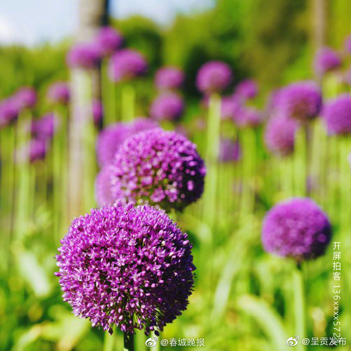 “呈贡发布”微博