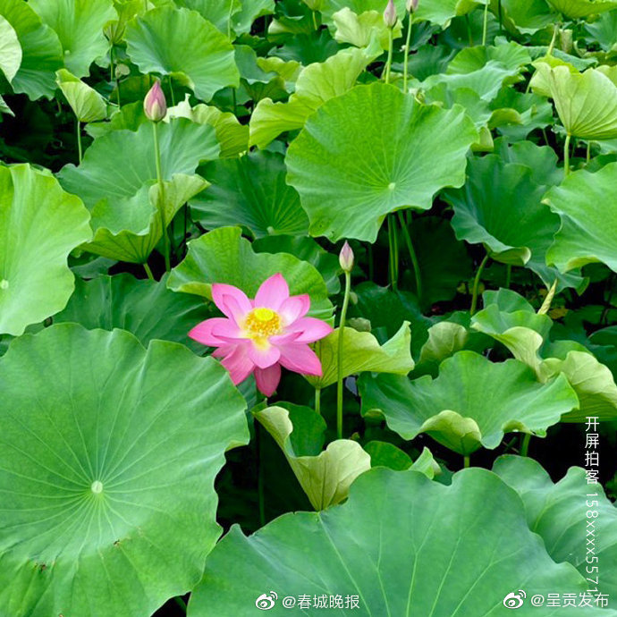 “呈贡发布”微博