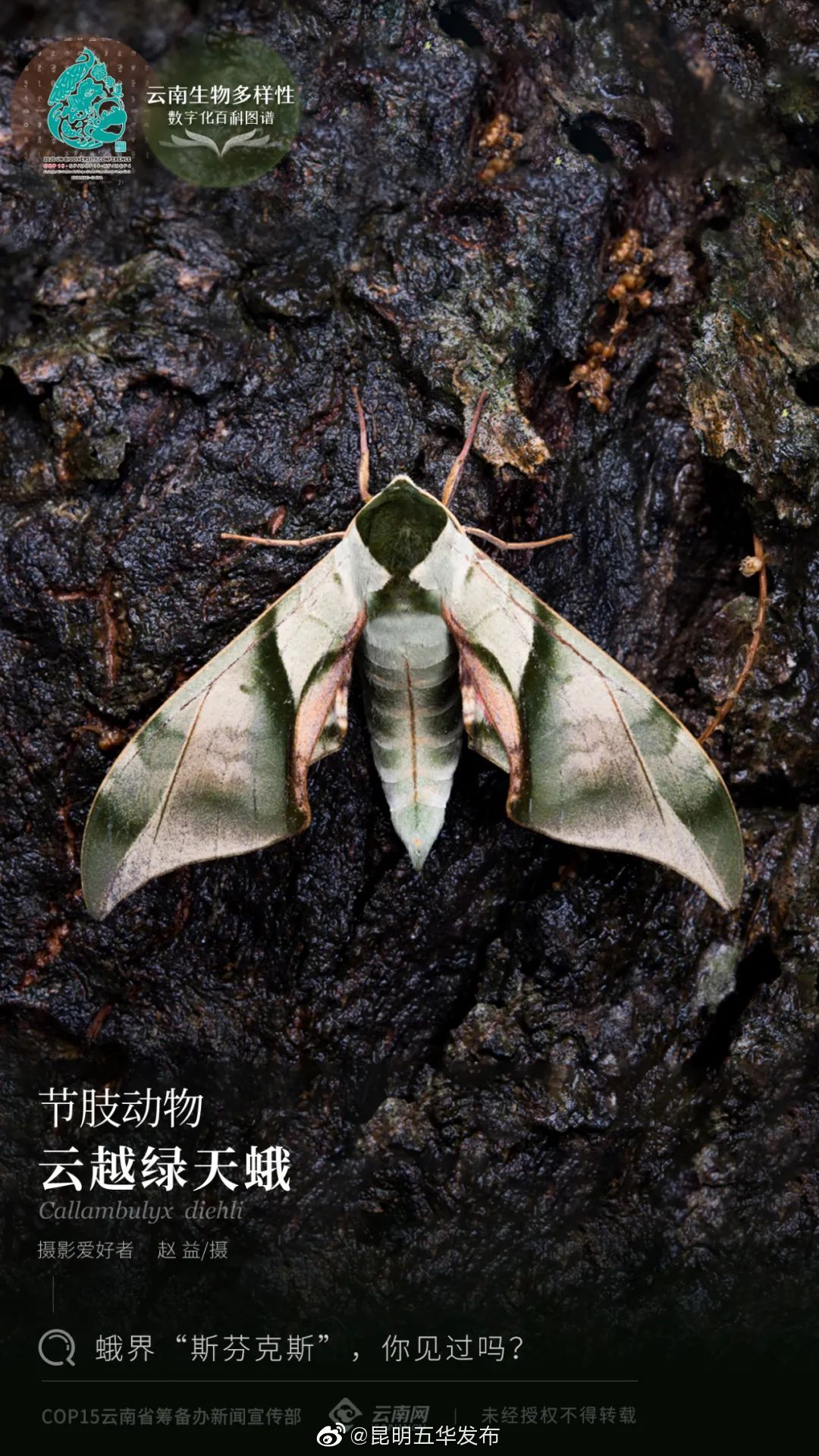 云南生物多样性数字化百科图谱