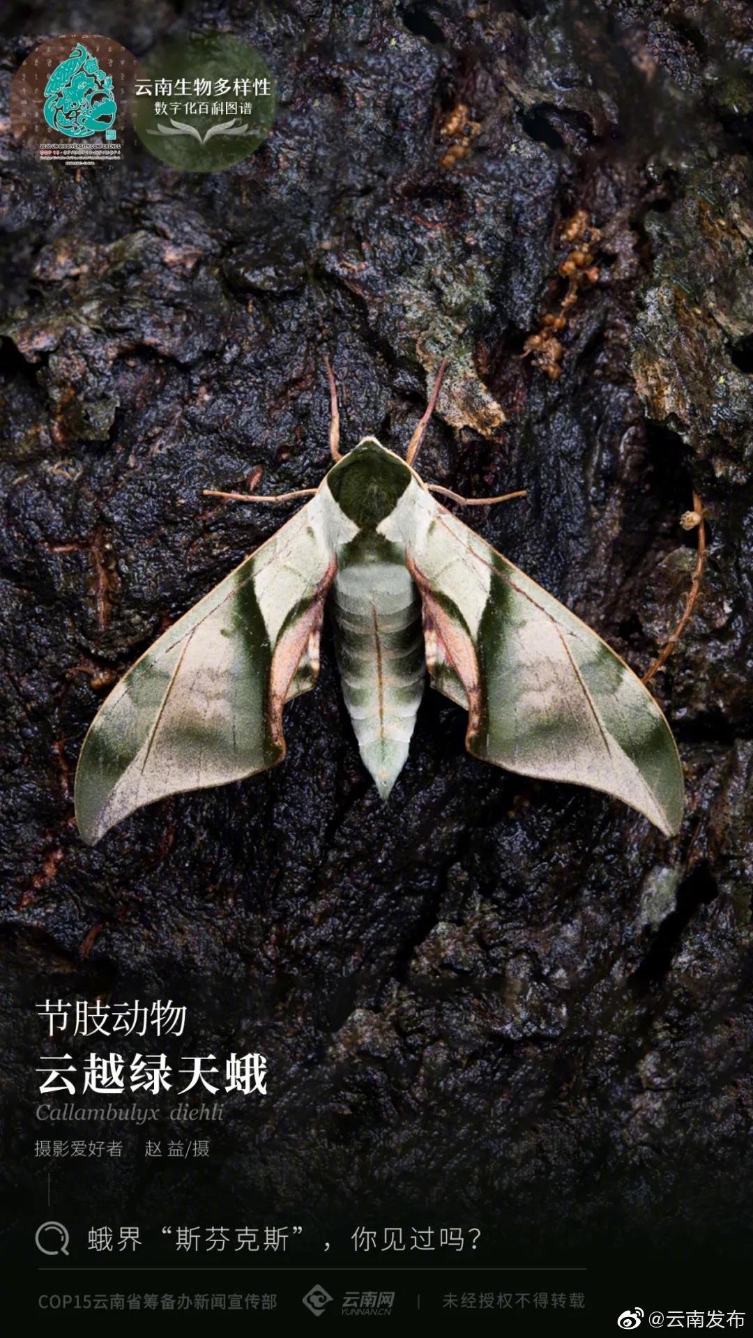 云南生物多样性数字化百科图谱丨节肢动物·云越绿天蛾：蛾界“斯芬克斯”，你见过吗？