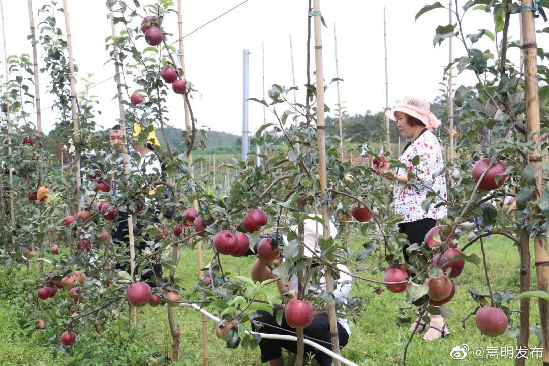 “嵩明发布”微博