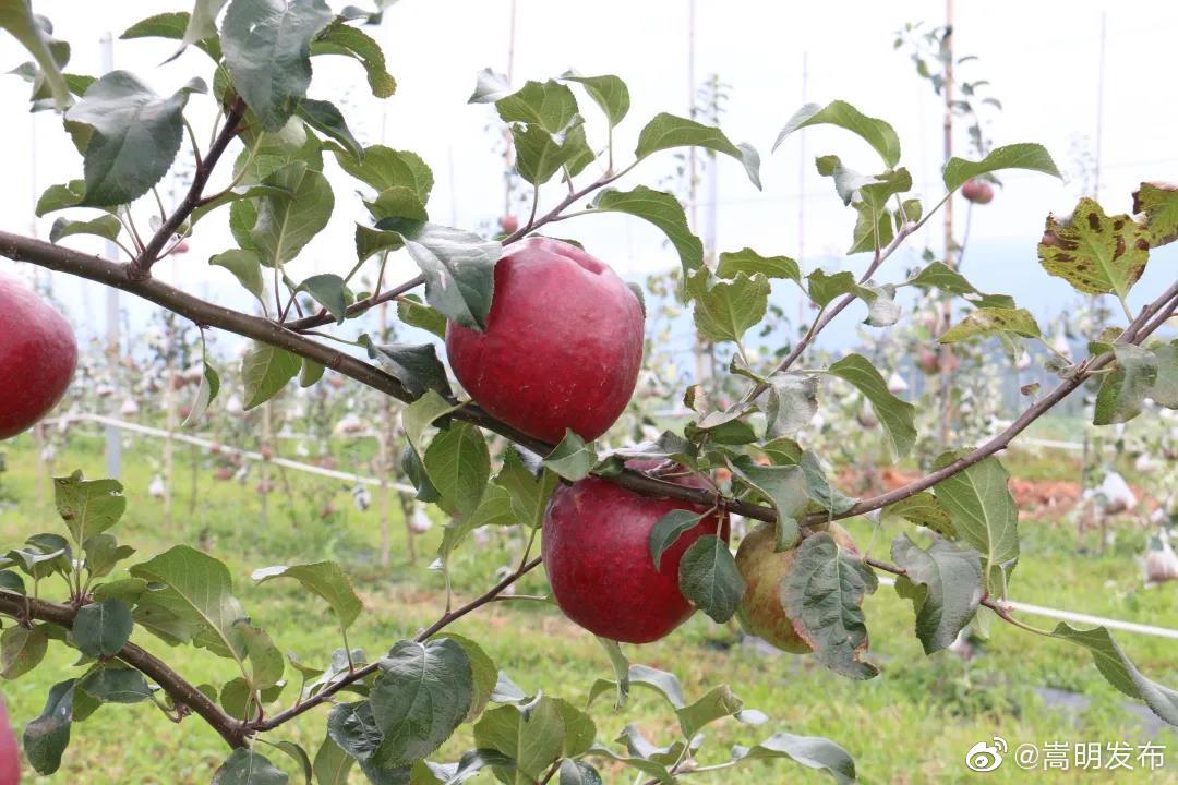 “嵩明发布”微博