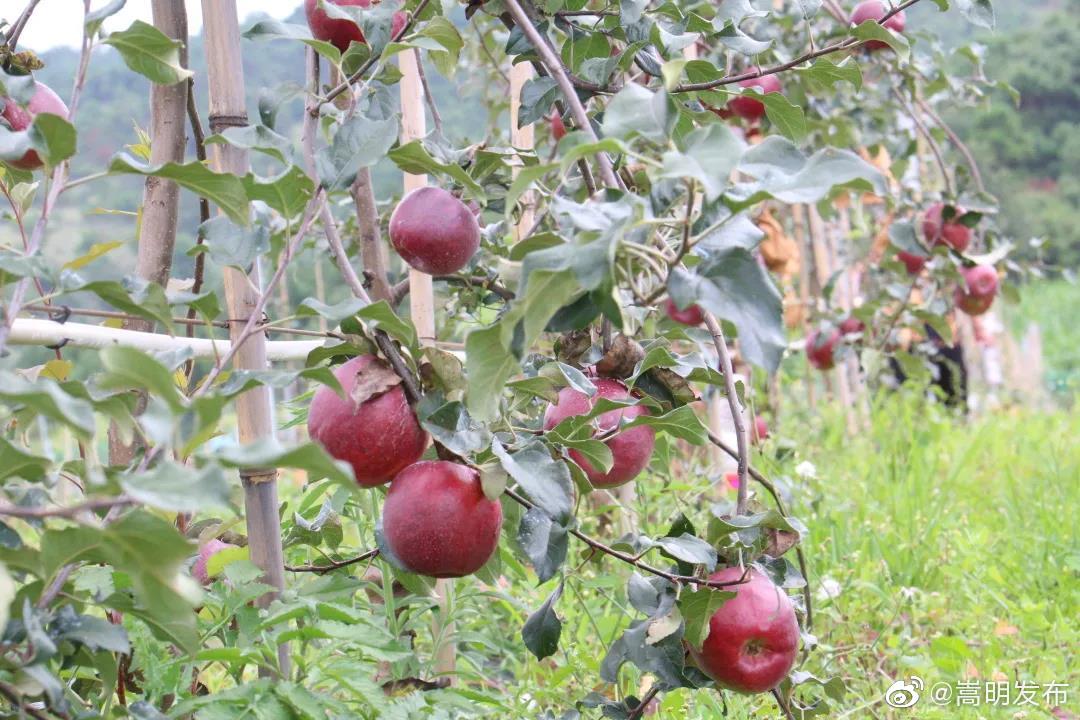 “嵩明发布”微博