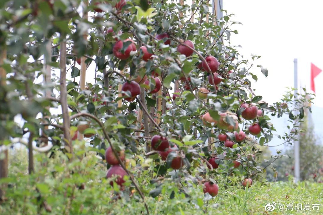 “嵩明发布”微博