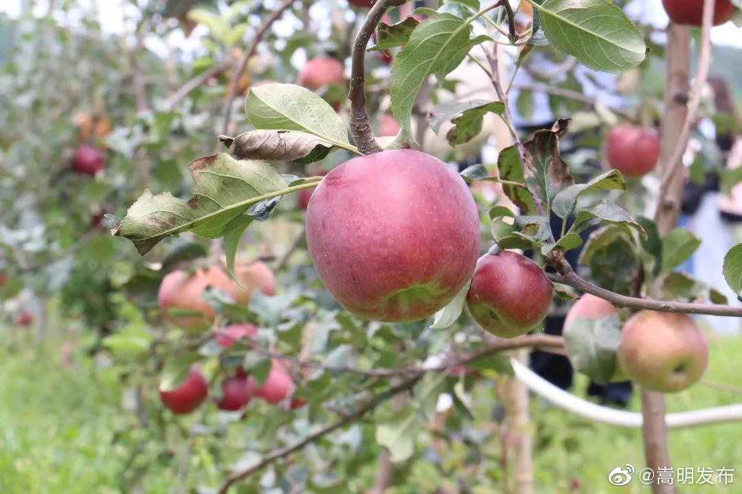 “嵩明发布”微博